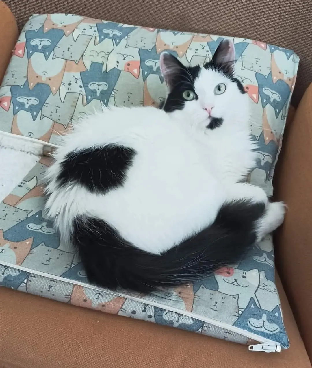 gatta lost  Place Innocenzo Manzetti 11100 Aoste Coco