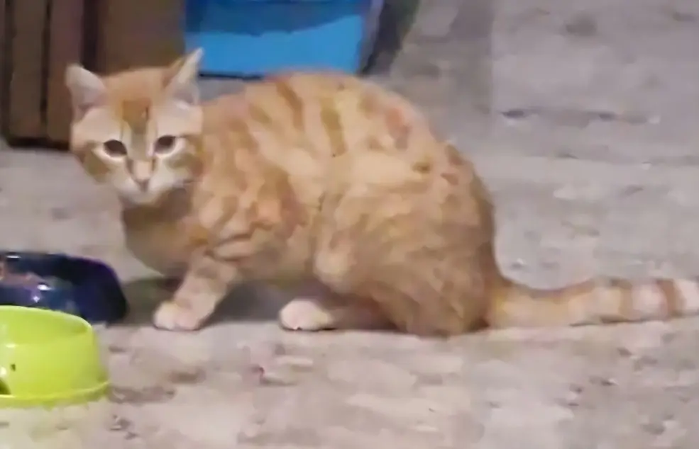 gatta lost  Place Innocenzo Manzetti 11100 Aoste Diana