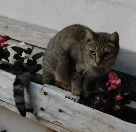 gatta lost  Place Innocenzo Manzetti 11100 Aoste Legendda