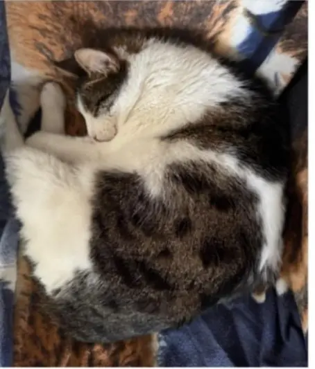 gatta lost  Place Innocenzo Manzetti 11100 Aoste Miciona