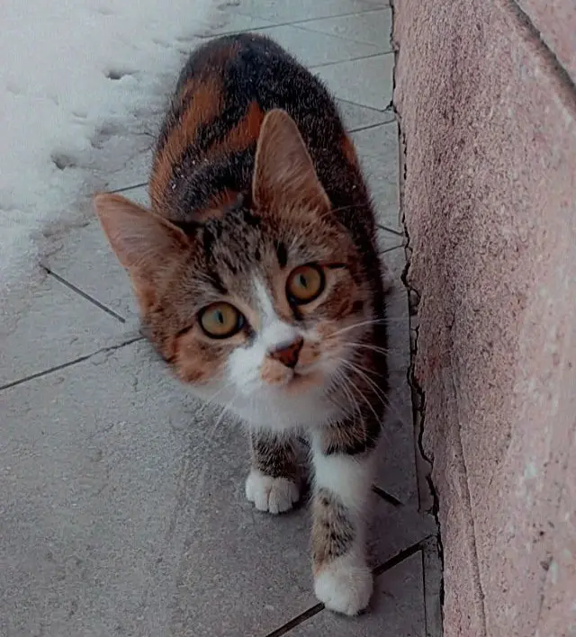 gatta lost    Saint-Christophe Birba