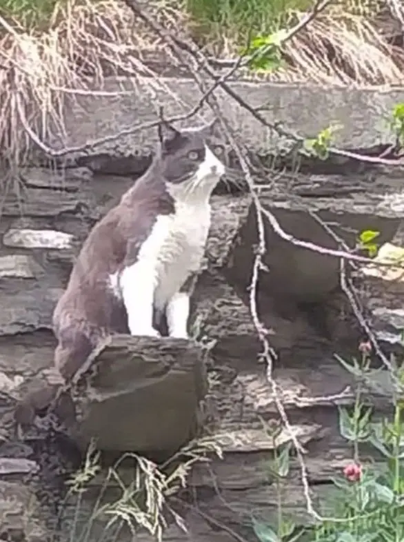 gatta lost   11017 Morgex Luna