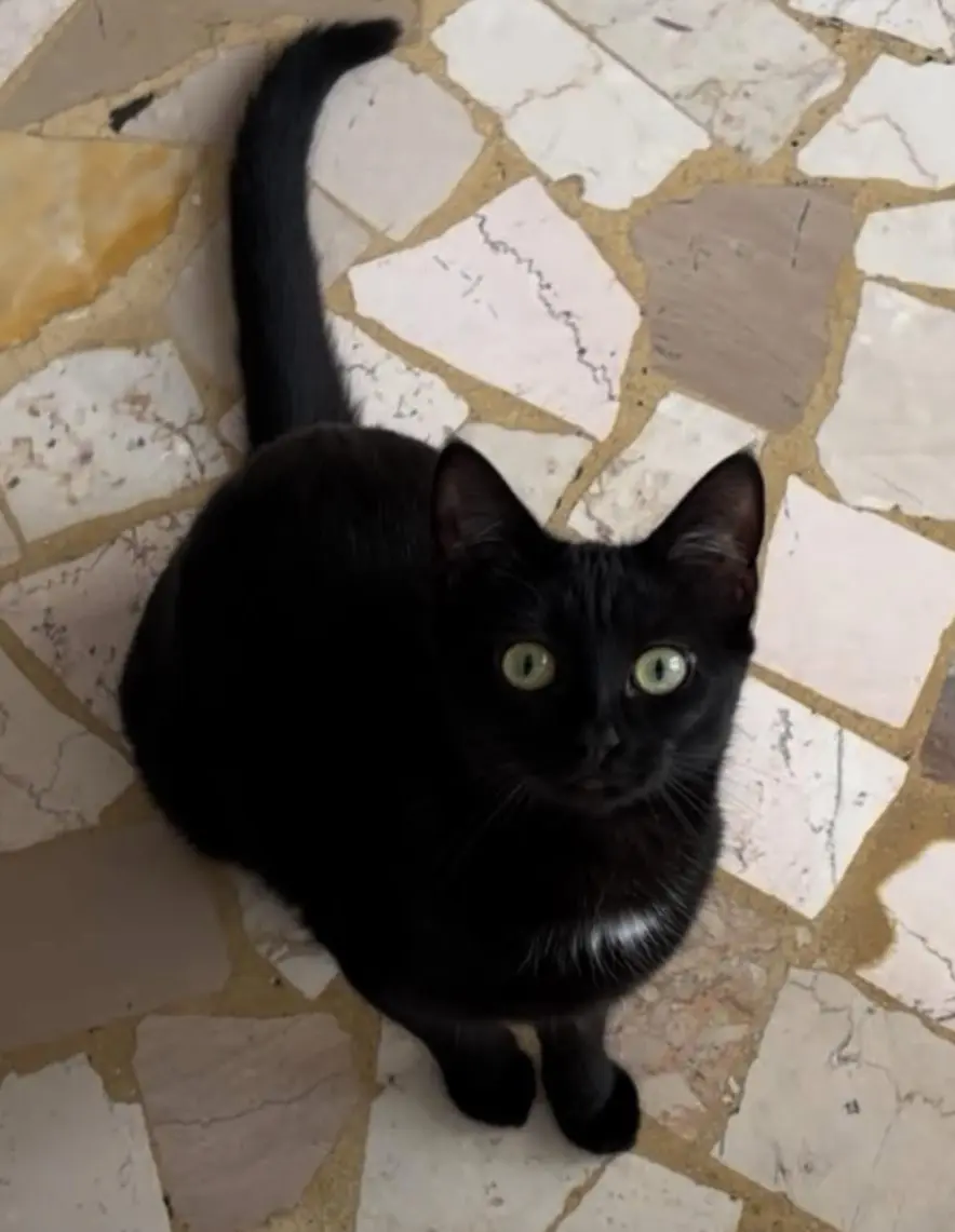 gatta lost   11027 Saint-Vincent Mavis