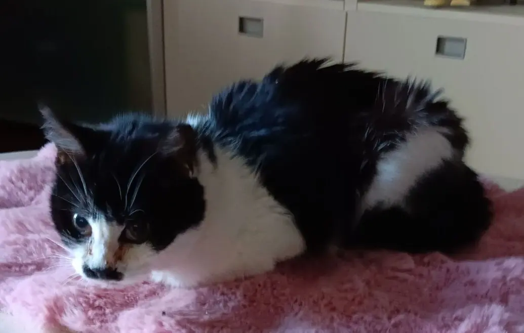 gatta lost    Gressan Nerina