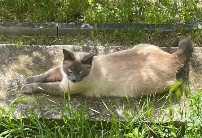 gatta lost   11027 Saint-Vincent Nuvola