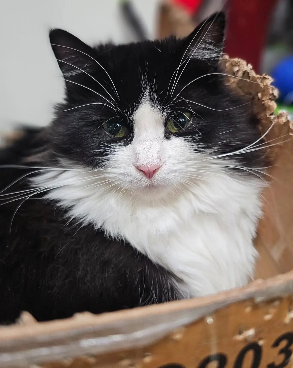 gatta lost    Roisan Pepe