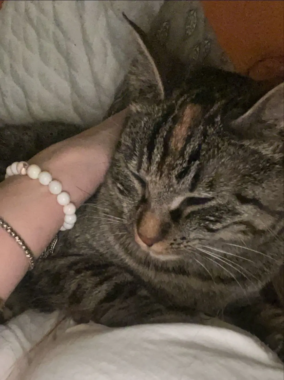 gatta lost    Saint-Christophe Perla