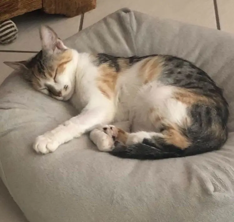 gatta lost    Sarre Pixie