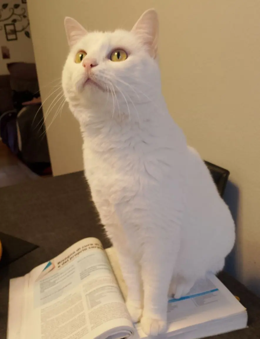 gatta lost    Pollein Purple