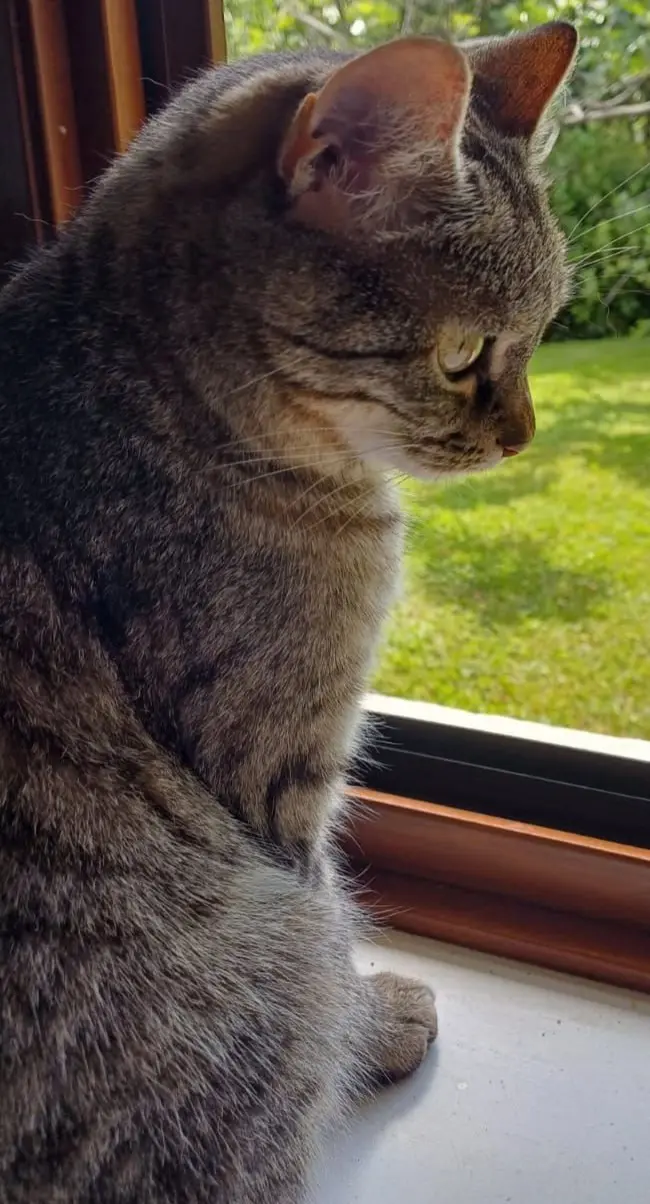 gatta lost    Saint-Christophe Rommy