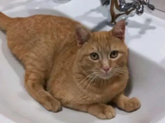 gatta lost   01102 Quart Ruggine