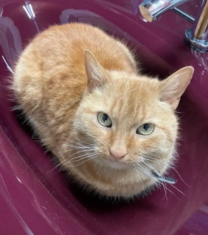 gatta lost   11027 Saint-Vincent Simba