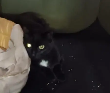 gatta lost    Gressan Stellina