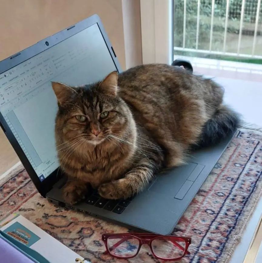 gatta lost    Gressan Taiga