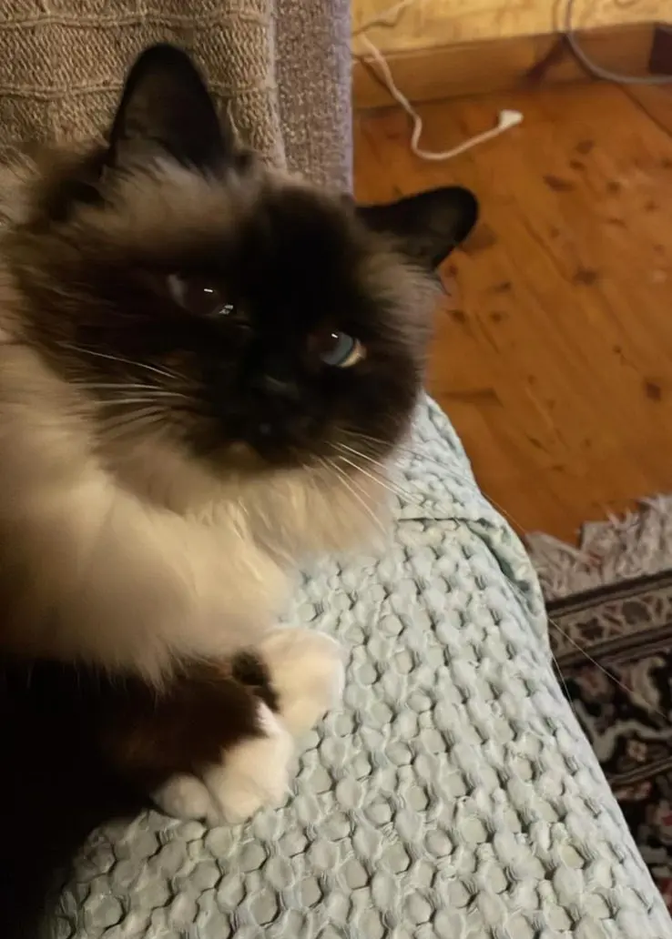 gatta lost   11013 Courmayeur Tatoo