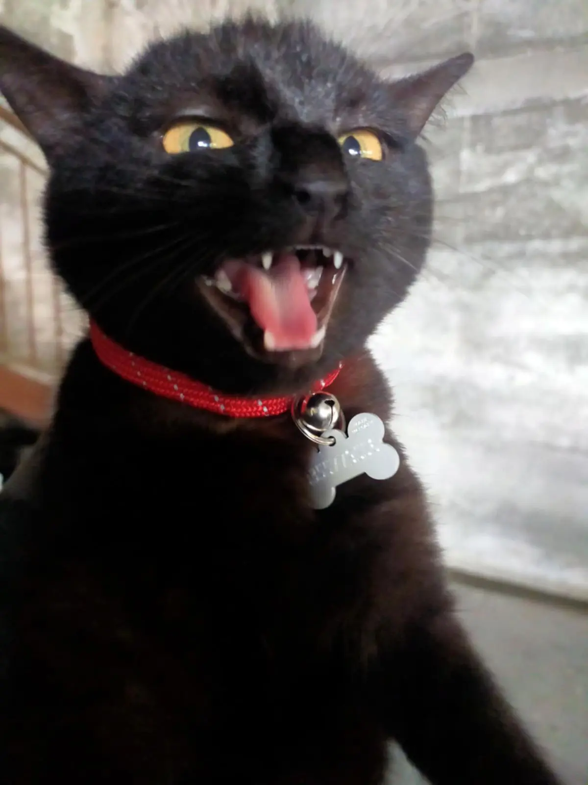 gatta lost    Fénis Terra