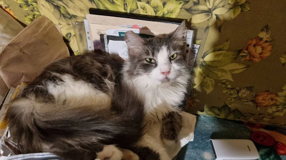 gatta lost   11017 Morgex Thelma