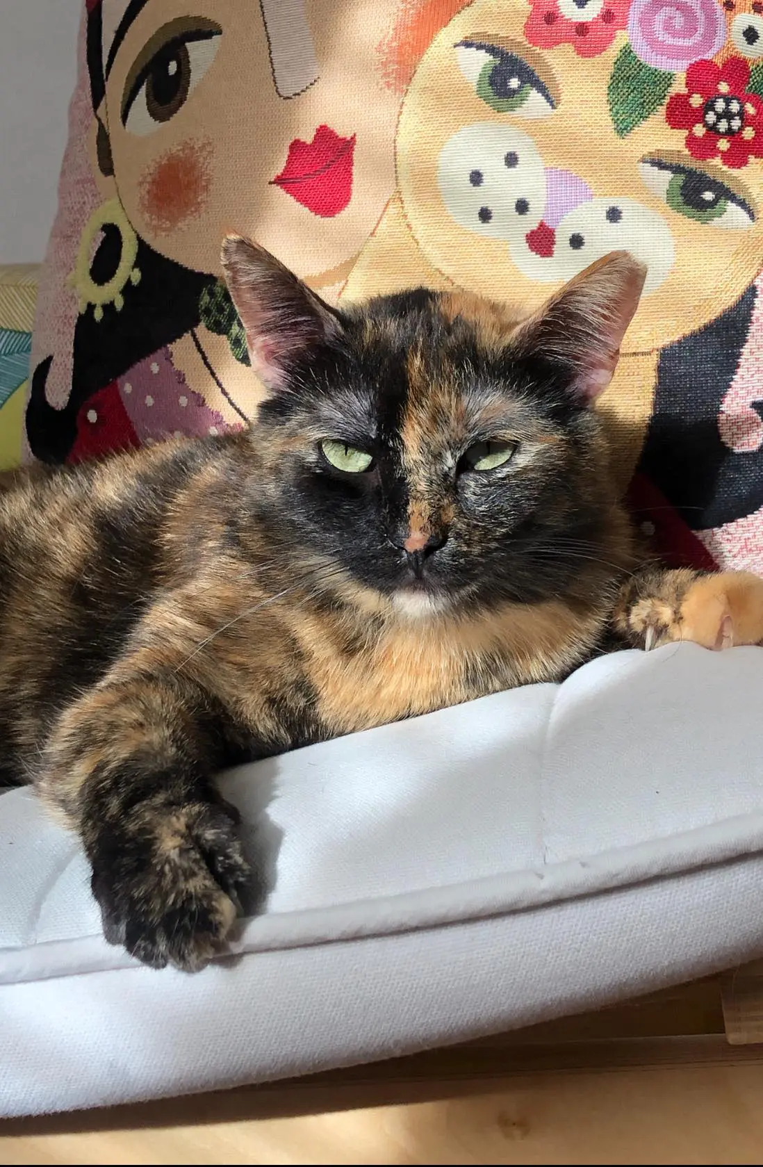 gatta lost   11010 Aymavilles Viola