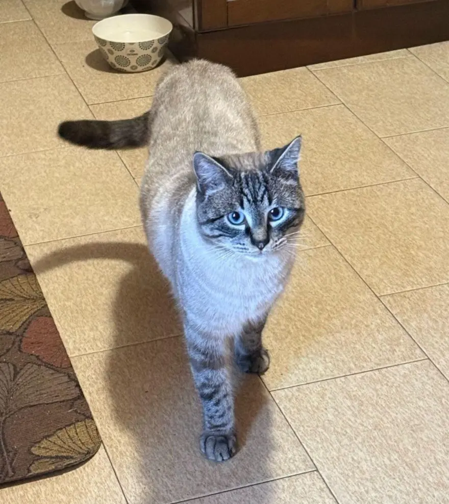 gatta lost   11010 Aymavilles Yoda