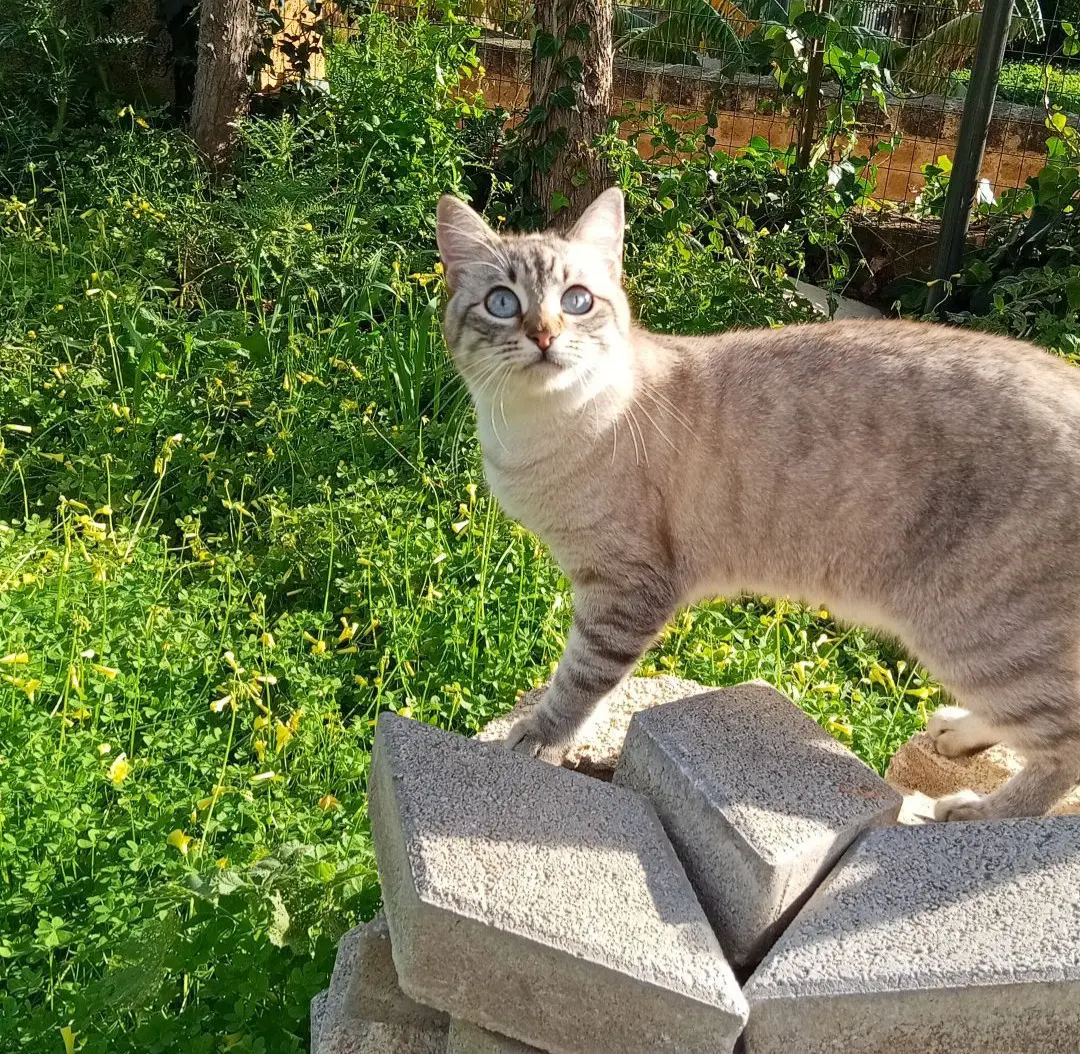 gatta lost   92019 Sciacca Perla