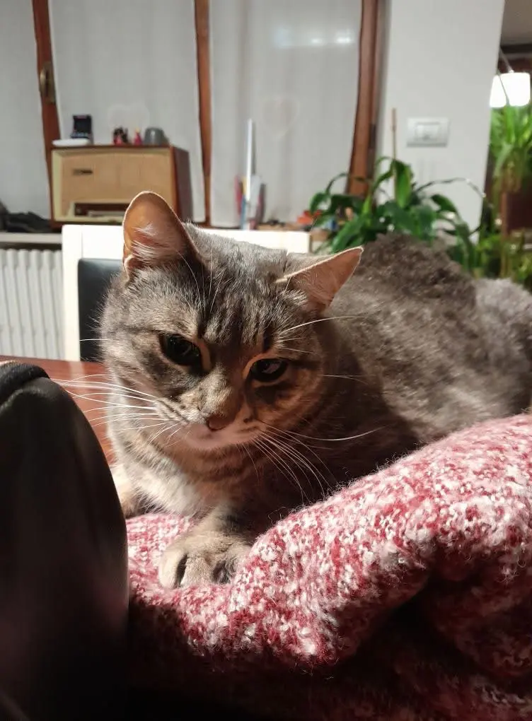 gatta lost   15073 Castellazzo Bormida Pritty