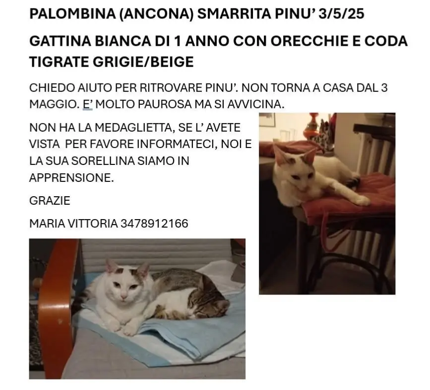 gatta lost    Ancône Pinu