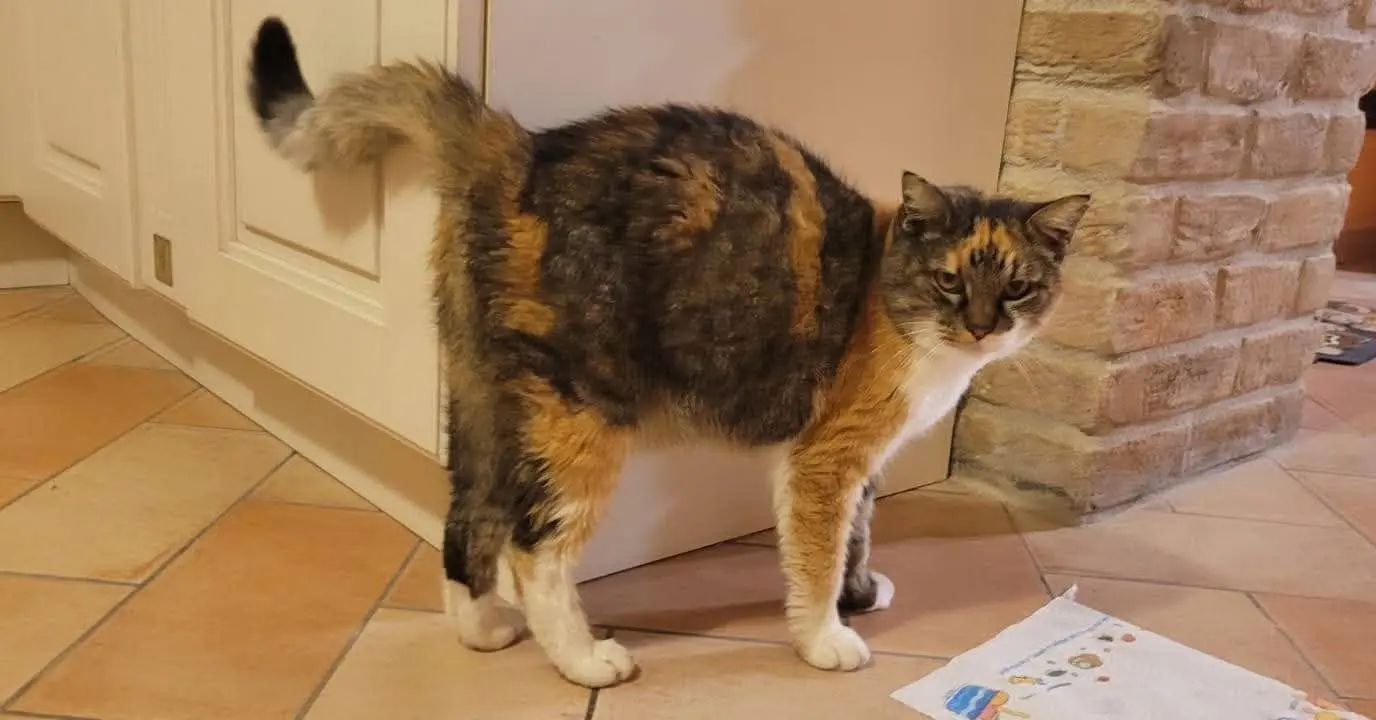 gatta lost  Via Ostra Vetere 60026 Marcelli Chicca