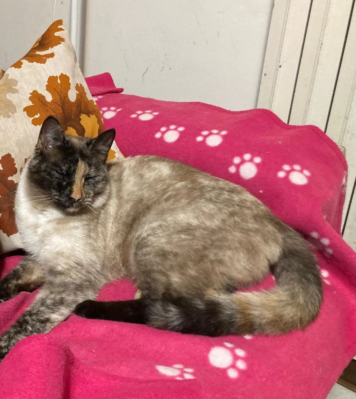 gatta lost  Via Peschiera 60020 Sirolo Gea