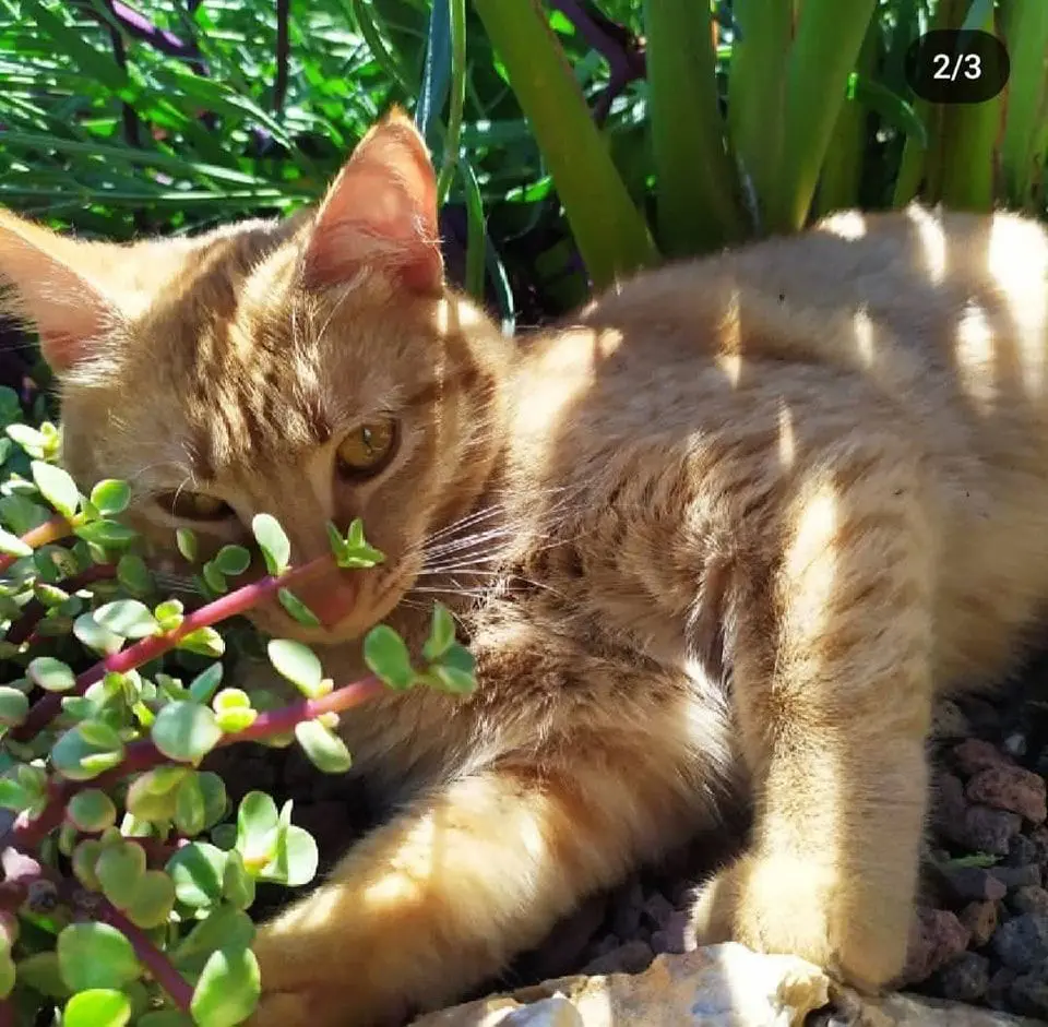 gatta lost   60022 Castelfidardo Marylin