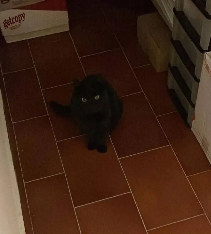 gatta lost   60019 Senigallia Mia