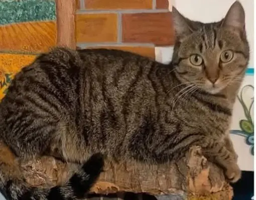 gatta lost  Via Marche 60037 Monte San Vito Sky