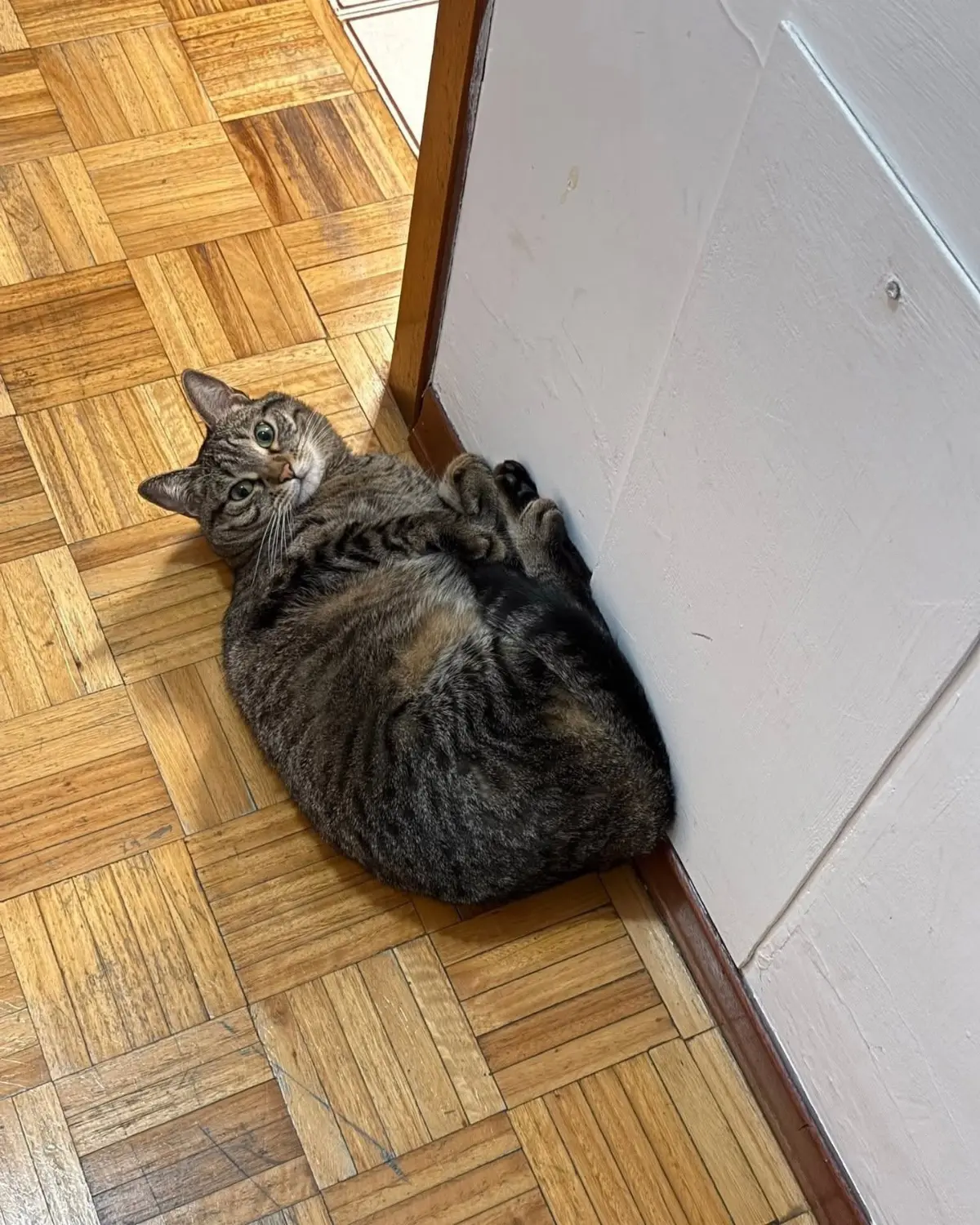 gatta lost   60044 Fabriano Yumi