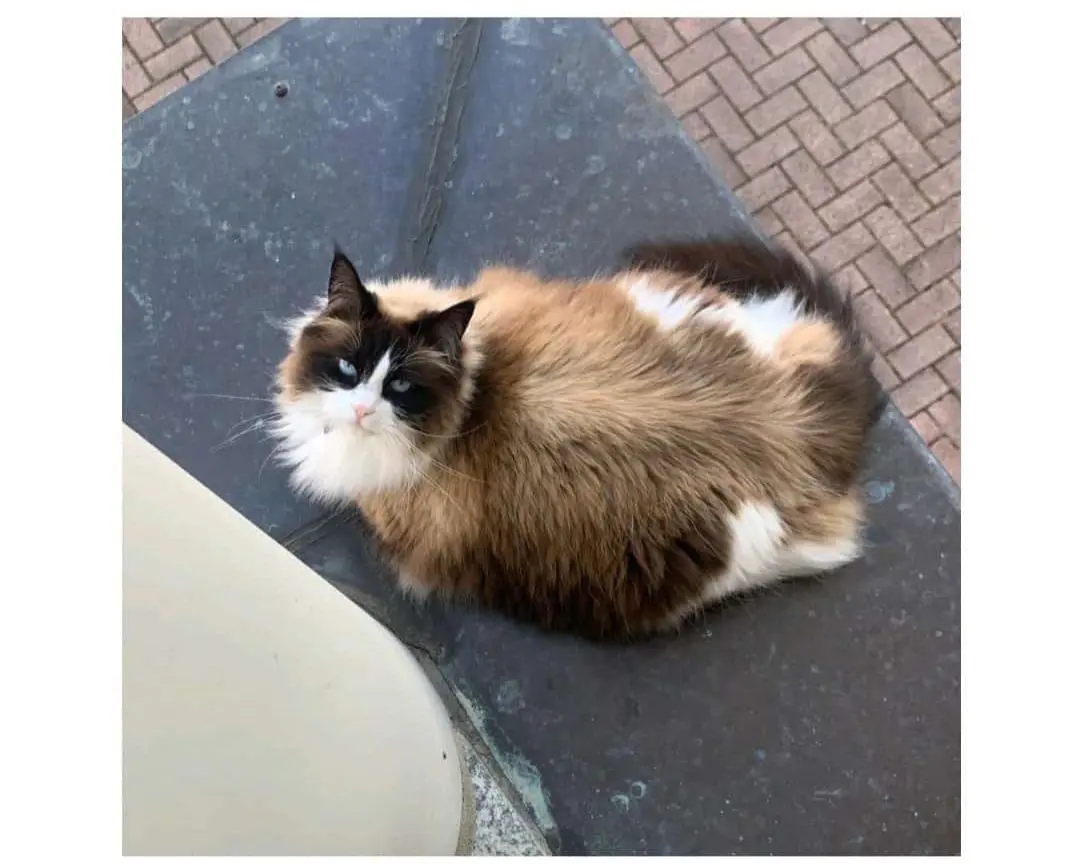 gatta lost   14100 Asti Nim