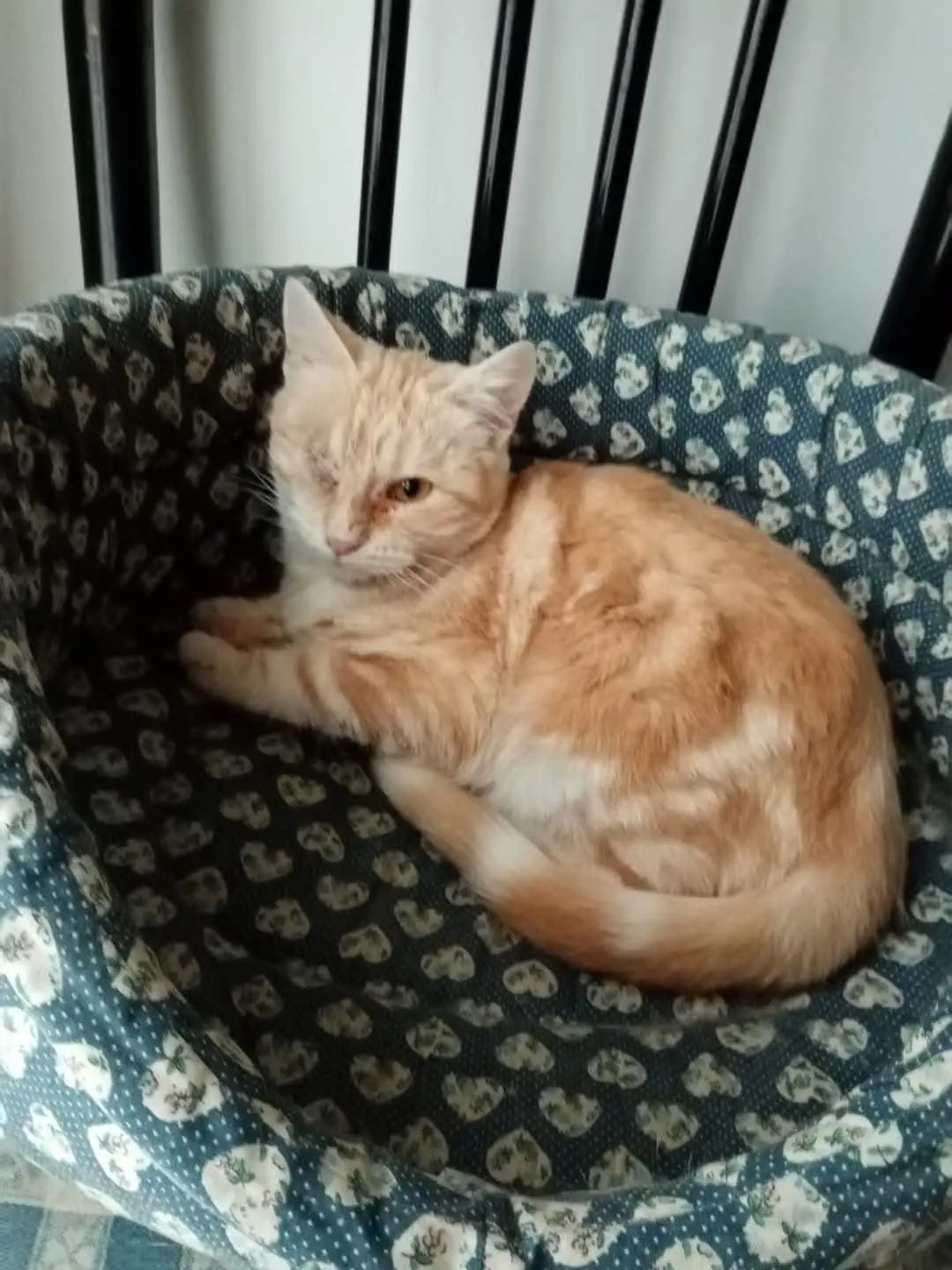 gatta lost   14100 Asti Stella