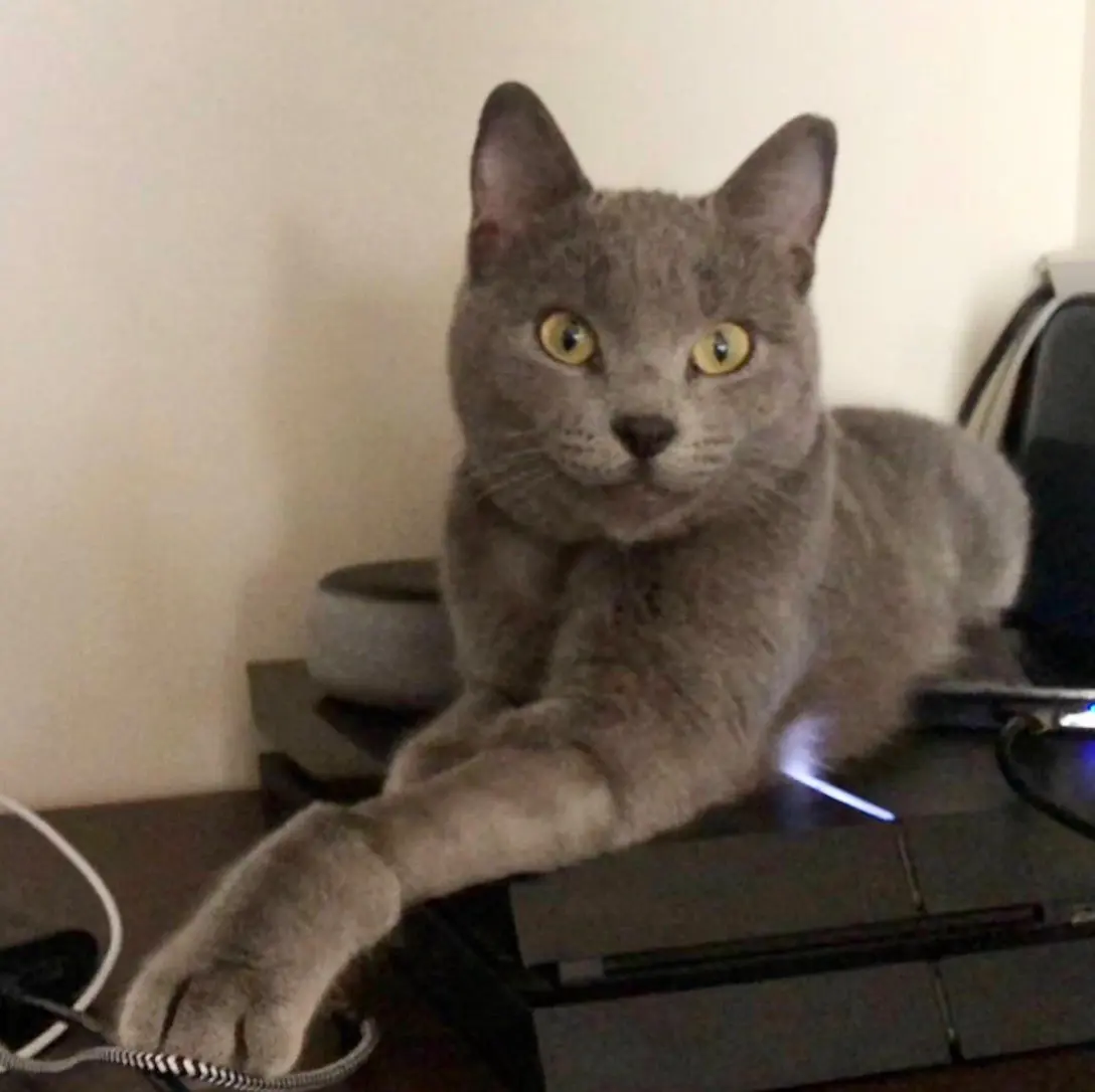 gatta lost    Bitritto Tequila