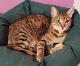 gatta lost   24121-24129 Bergame Alizee