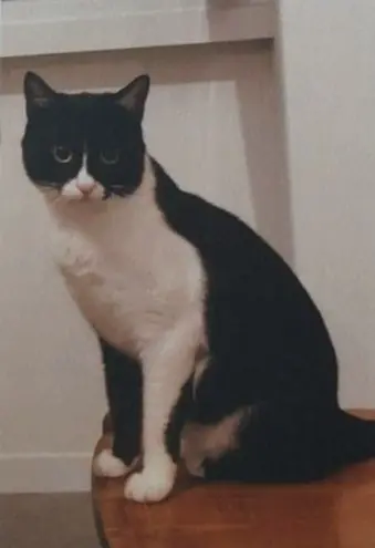 gatta lost   24121-24129 Bergame Bagheera