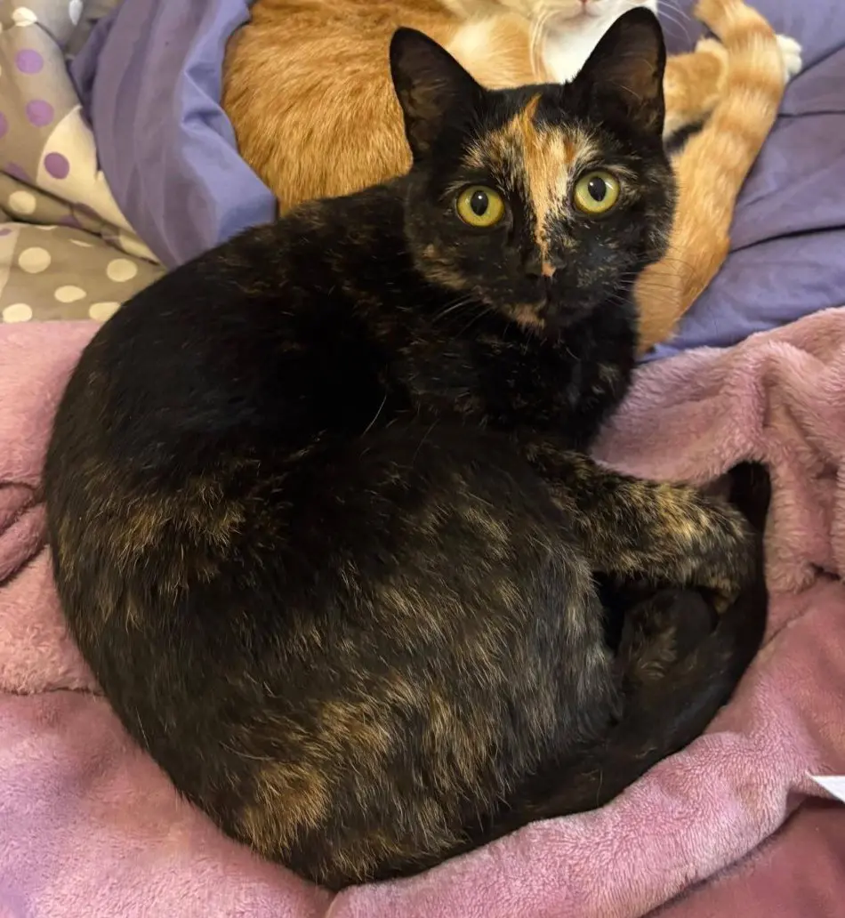 gatta lost   24121-24129 Bergame Chanel