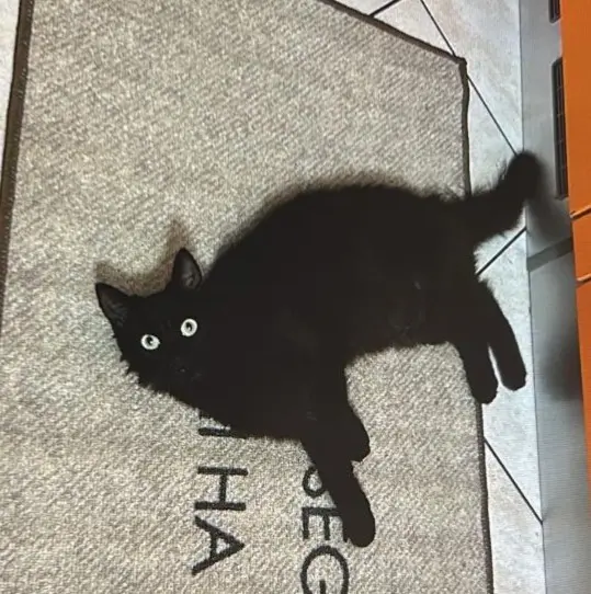 gatta lost   24042 Capriate San Gervasio Eterea