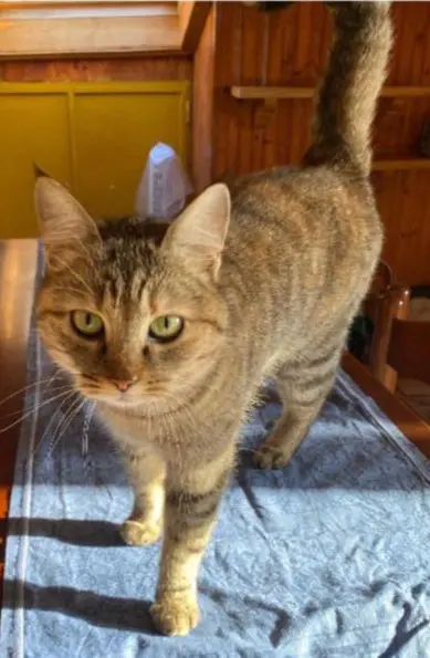 gatta lost   24030 Roncola Circe