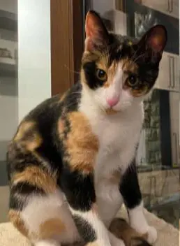 gatta lost   24036 Ponte San Pietro Fujiko