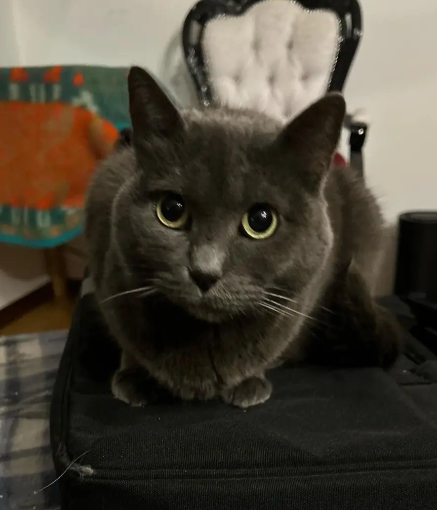 gatta lost   24027 Nembro Gaia