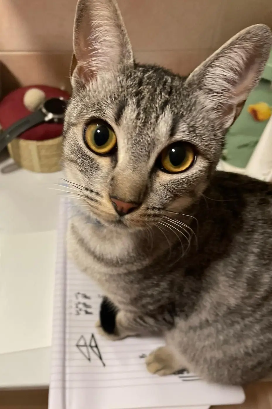 gatta lost   24047 Treviglio Geromina