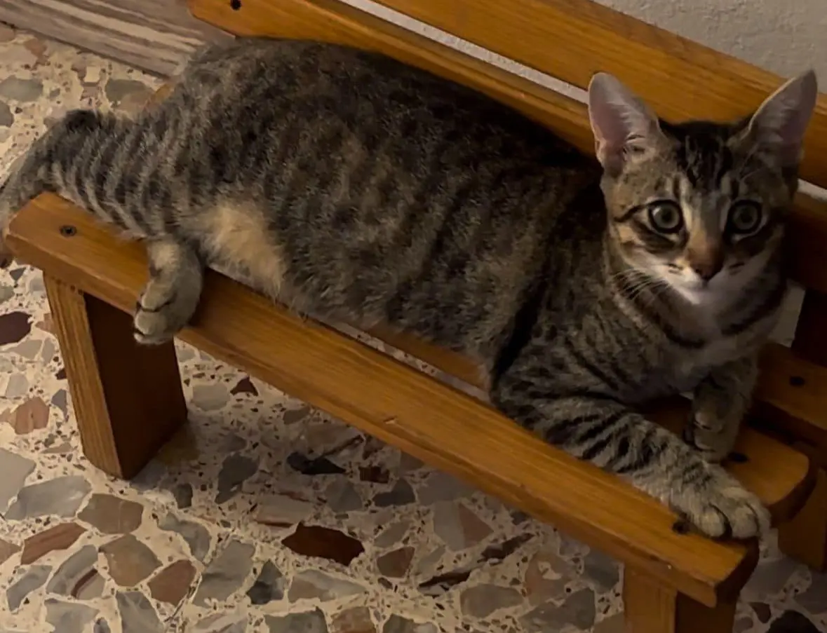 gatta lost   24060 Villongo Ketty