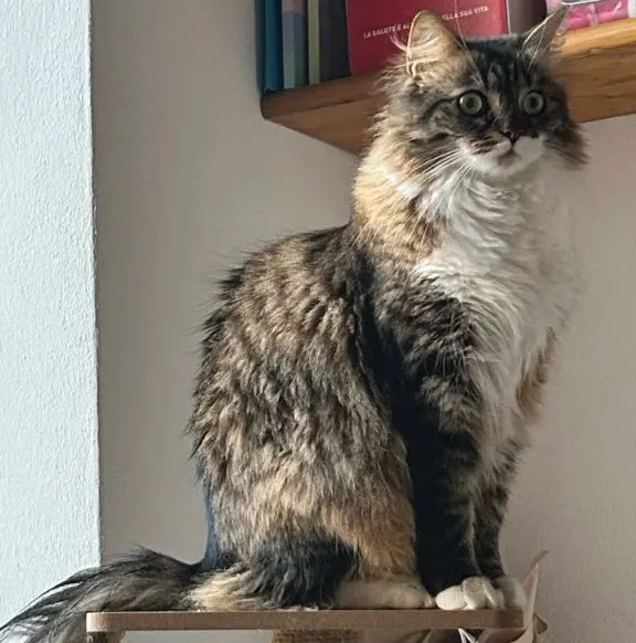 gatta lost   24022 Alzano Lombardo Lulu