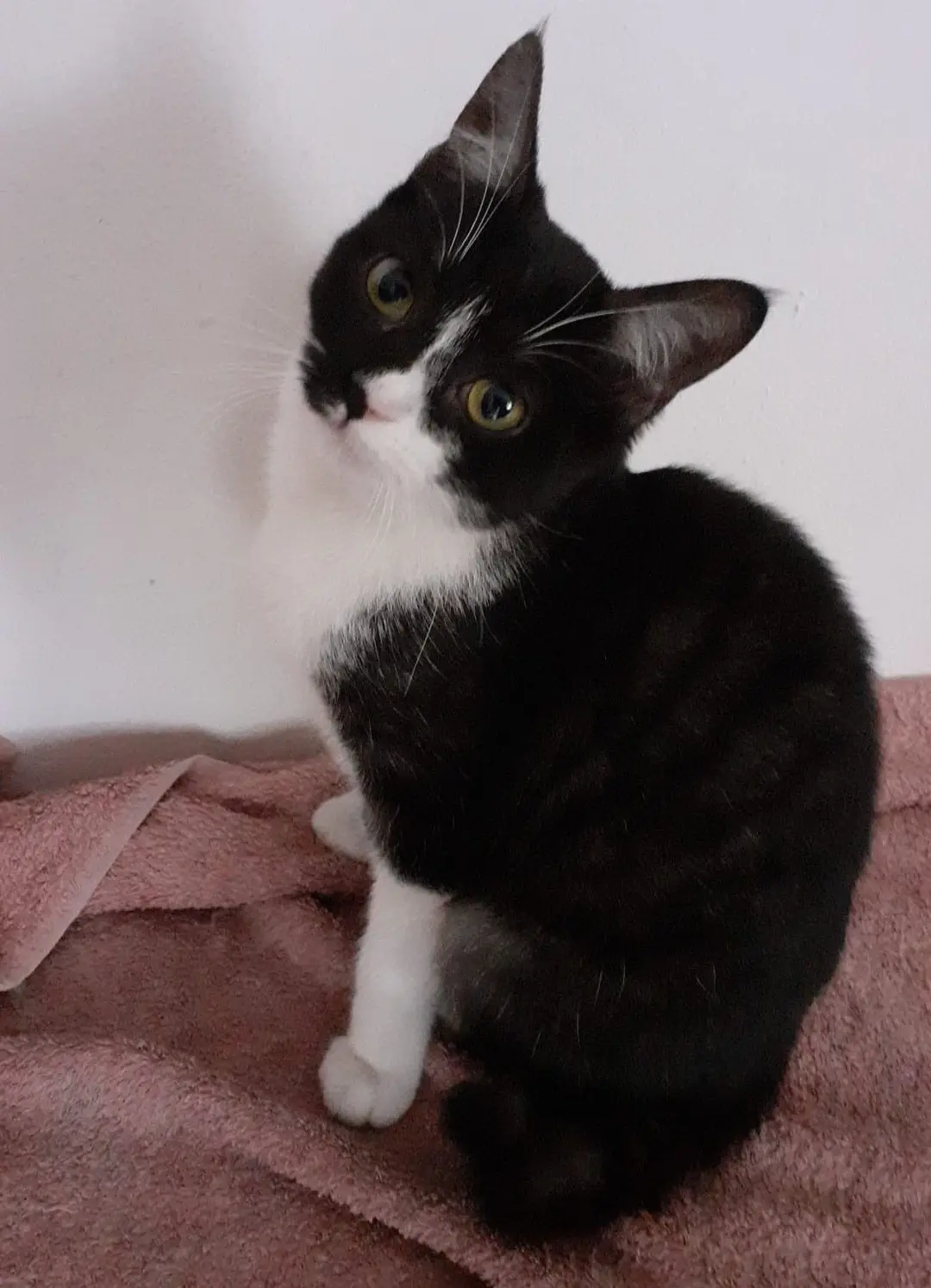 gatta lost   24060 Credaro Luna