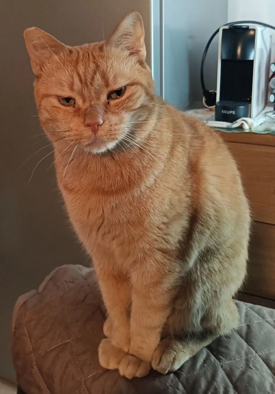 gatta lost  Tangenziale Sud 24048 Roncola Minnie