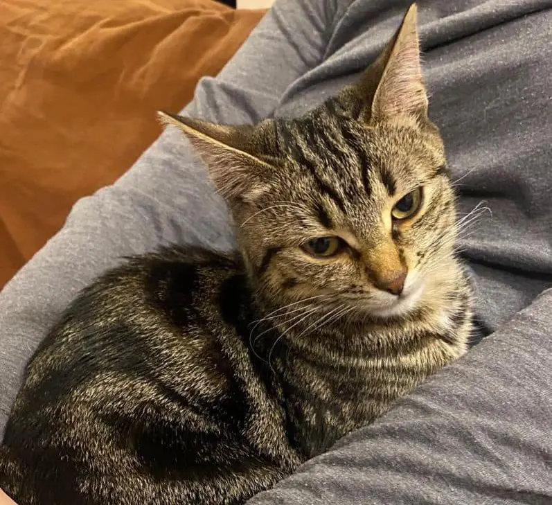 gatta lost   24047 Treviglio Ofelia