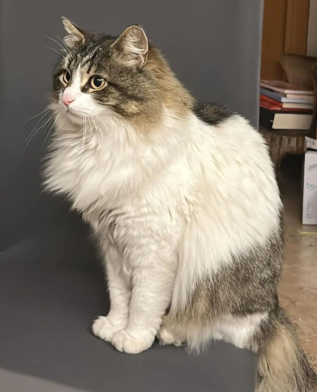 gatta lost   24025 Gazzaniga Ruby