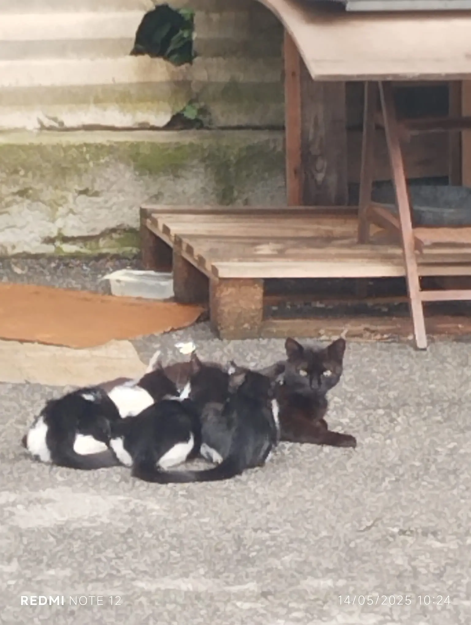 gatta lost   24040 Pontirolo Nuovo Senza nome